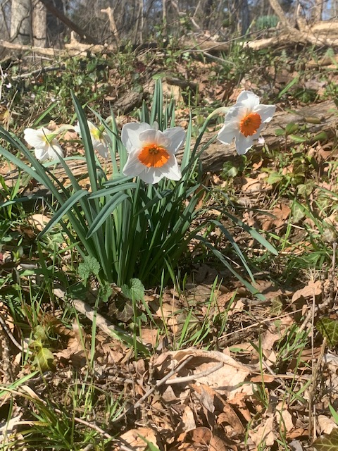 daffodils planted in the ground