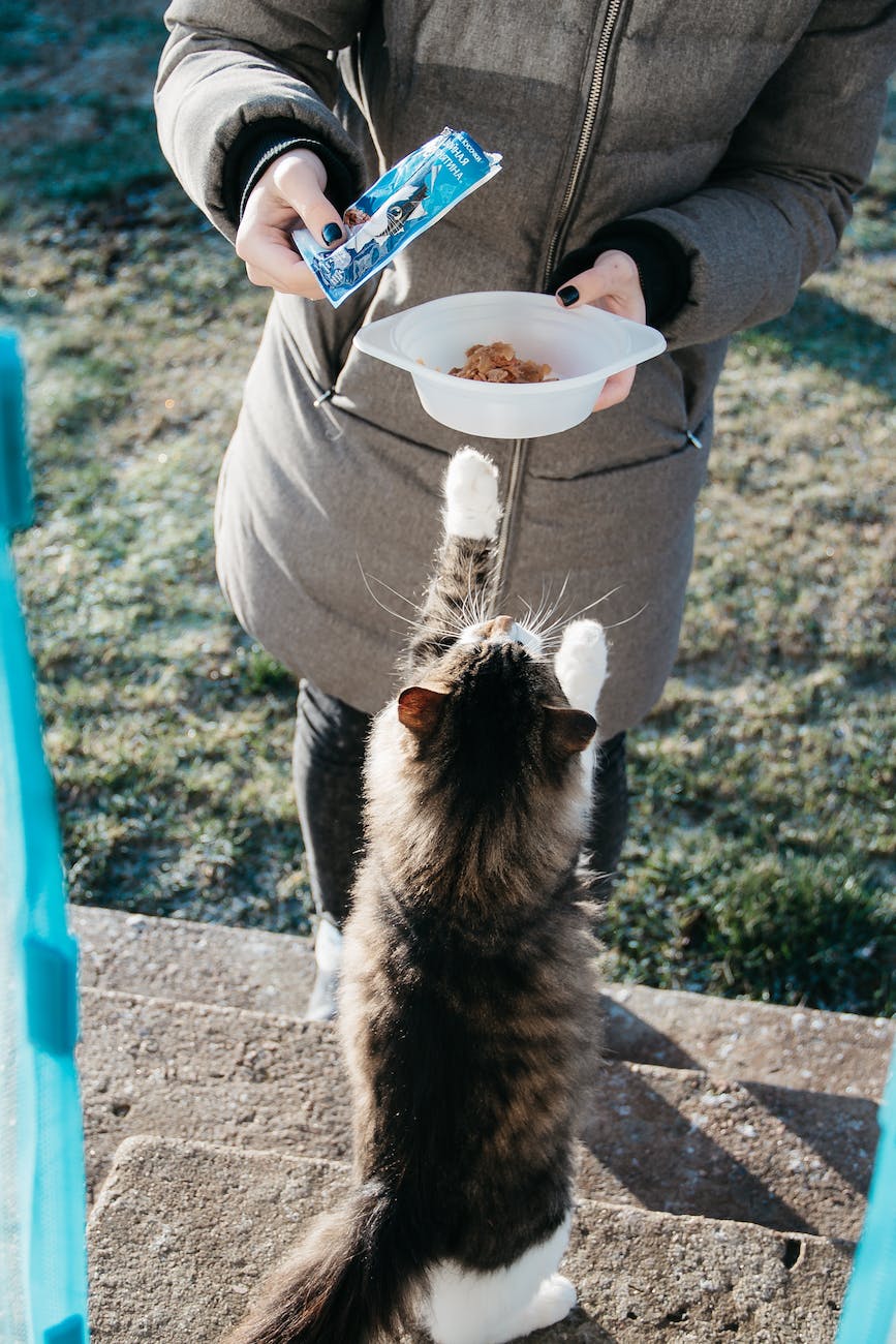 cat reaching up to small bowl of kibble that a human holds